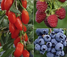 Bio Beeren 3er Set Gojibeere / Heidelbeere / Herbsthimbeere je 40-50 cm, Dehner