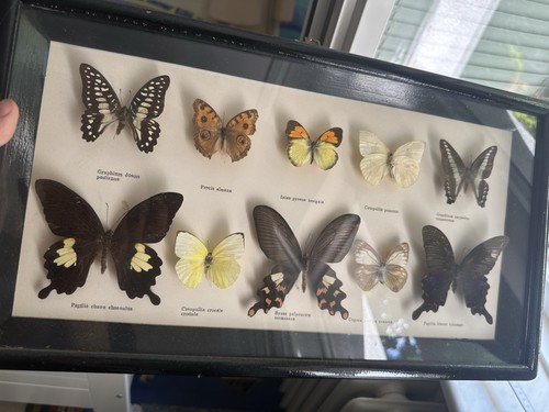 Große schmetterling sammlung - schmetterling,