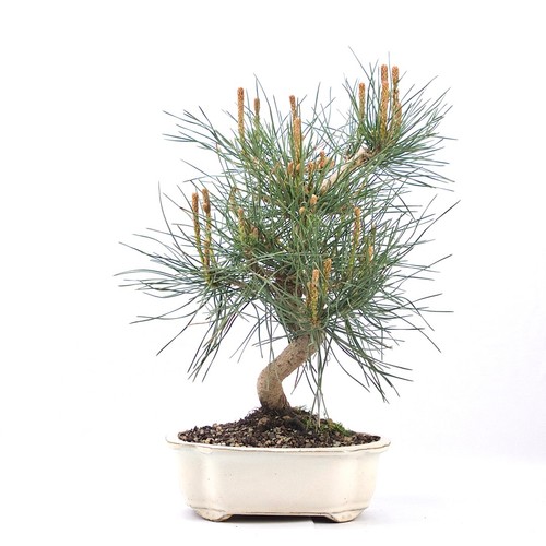 Bonsai japanische - bonsai,