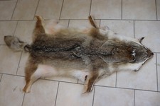 Kojotenfell Kojote Tierfell