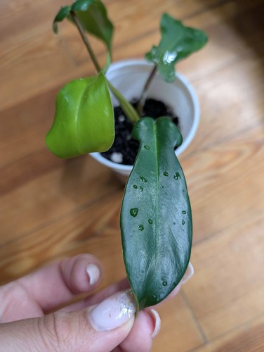 Philodendron florida beauty - florida,
