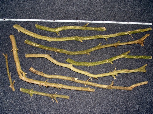 Bündel drechselholz - bündel,