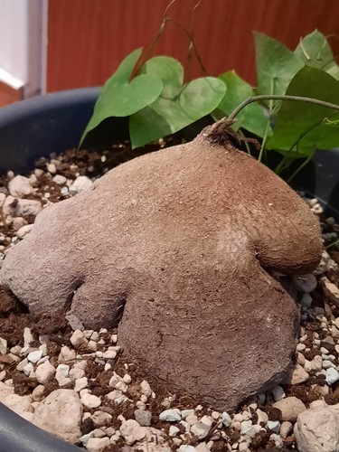 Dioscorea sylvatica - , xl