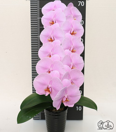 Orchidee phalaenopsis phal - orchidee,