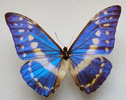 Entomologie morpho cypris - morpho, male