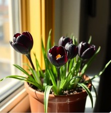 Schneekrokusse schwarzer