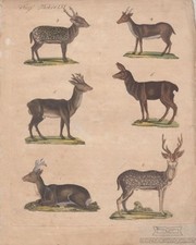 Vierf thiere tafel lvi - vierf.,