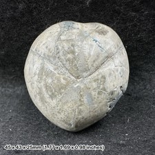 Poliertes Mikraster Echinoid