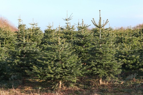 100 samen nordmanntanne abies - samen, nordmanntanne,