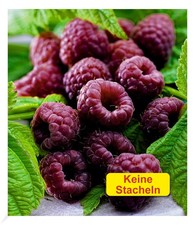 Schwarze himbeere glen coe - himbeere,