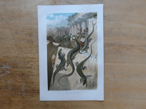 Orig chromolithographie - orig.(1892),