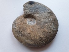 Großes anpräp. Cleviceras