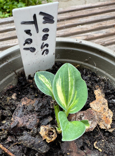 Hosta funkie mouse trap - /,