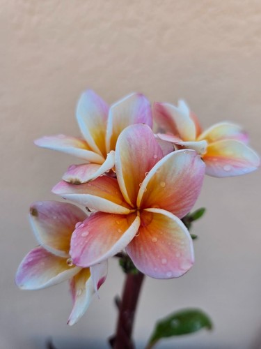 Frangipani plumeria - plumeria,