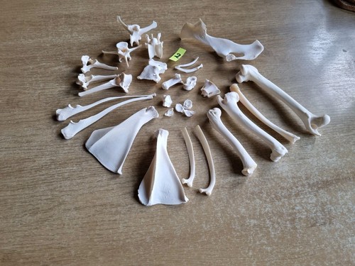 Wirbelpaket wirbel knochen reh - wirbelpaket,