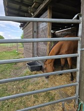 Offenstall Frei ? Offenstallplatz frei – Jetzt einziehen! PLZ.48 