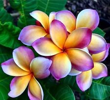 Sale1692 Plumeria Moon Bicolor
