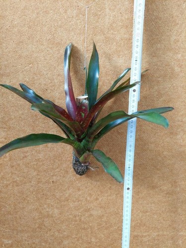 Neoregelia toshiya - ,