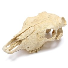 Dinosaurier Schädel Aquarium