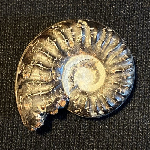 Ammonit fossil aus - fossil,