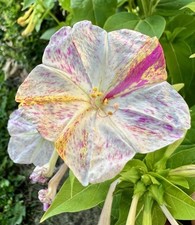 Wunderblume, Mirabilis jalapa