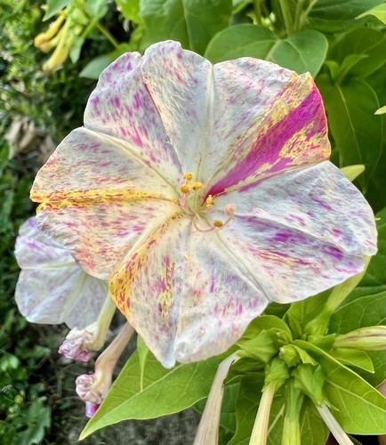 Wunderblume mirabilis jalapa - wunderblume,,