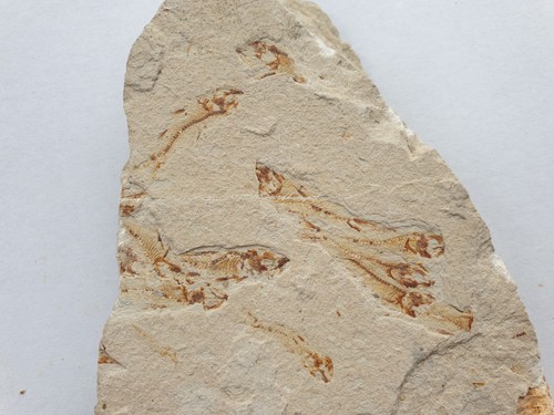 Schwarm fossiler fische - schwarm,