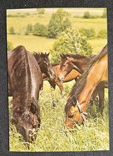 Pferdepostkarte, AK Pferde