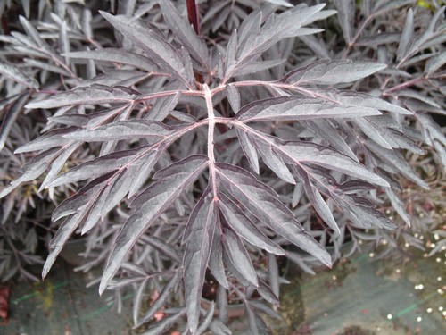 Holunder black lace - lace, sambucus