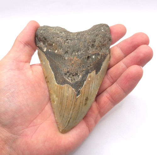 North carolina usa megalodon - usa,