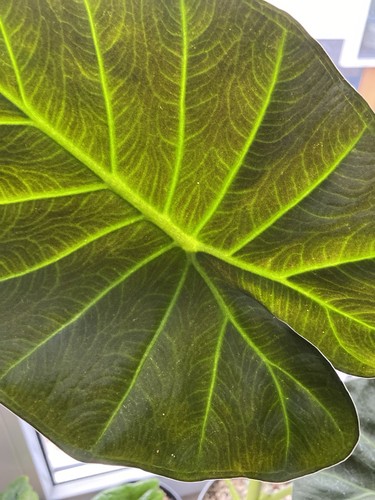 Exotische alocasia regal - alocasia,