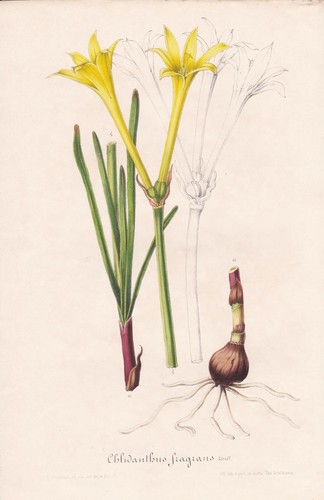 Achimenes gloxiniaeflora - achimenes,
