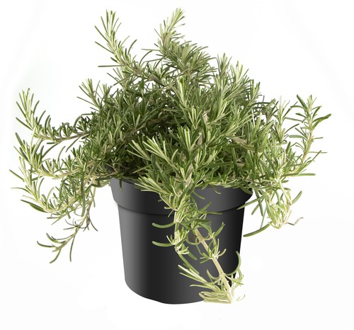 Rosmarinus prostratus 14cm - rosmarinus, prostratus,