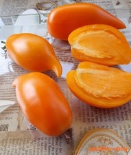 5 Bio Tomatensamen, Buratino ( Pinocchio), süß und fruchtig