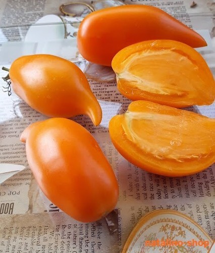 Bio tomatensamen buratino - tomatensamen,, (