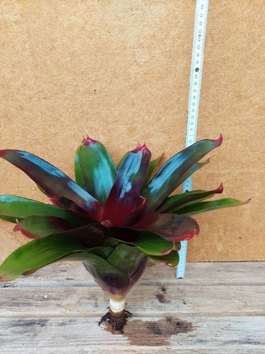 Neoregelia purple bromelie - neoregelia,