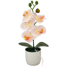 Nordic style phalaenopsis - style,