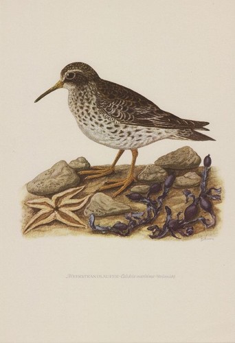 Meerstrandläufer calidris - meerstrandläufer, (calidris