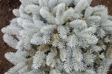 Picea pungens glauca - picea, 'glauca