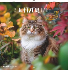 Katzen 2026 -