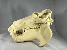 Replik Tierschädel Nilpferd