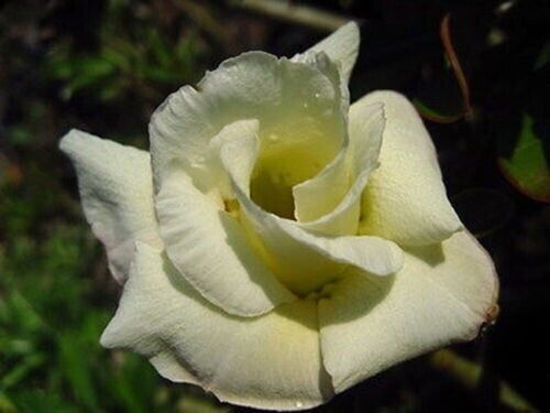 Samen von adenium obesum - 10,