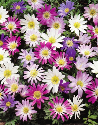 Anemonen zwiebeln blanda - anemonen,