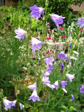 6 x pfirsichblättrige Glockenblume blau, weiß, violett Jungpflanzen