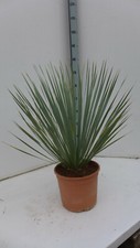 Yucca rostrata ca. 50-60 cm frostfeste Palme