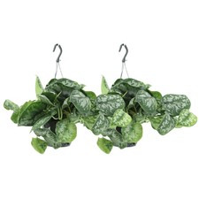 Scindapsus Pictus Trebie –