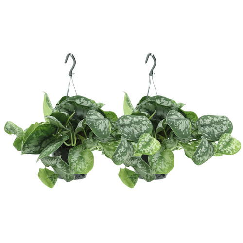 Scindapsus pictus trebie - scindapsus,