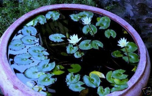Seerose weiß zwergseerose - weiß,