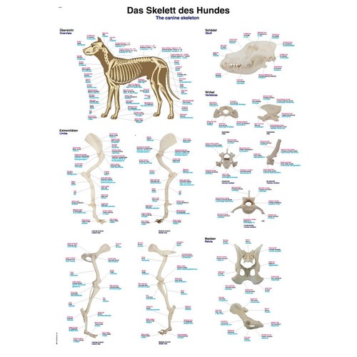 Anatomische lehrtafeln tier - anatomische,