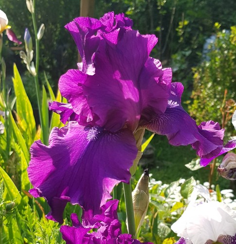 Schwertlilie iris sultry - sultry, mood